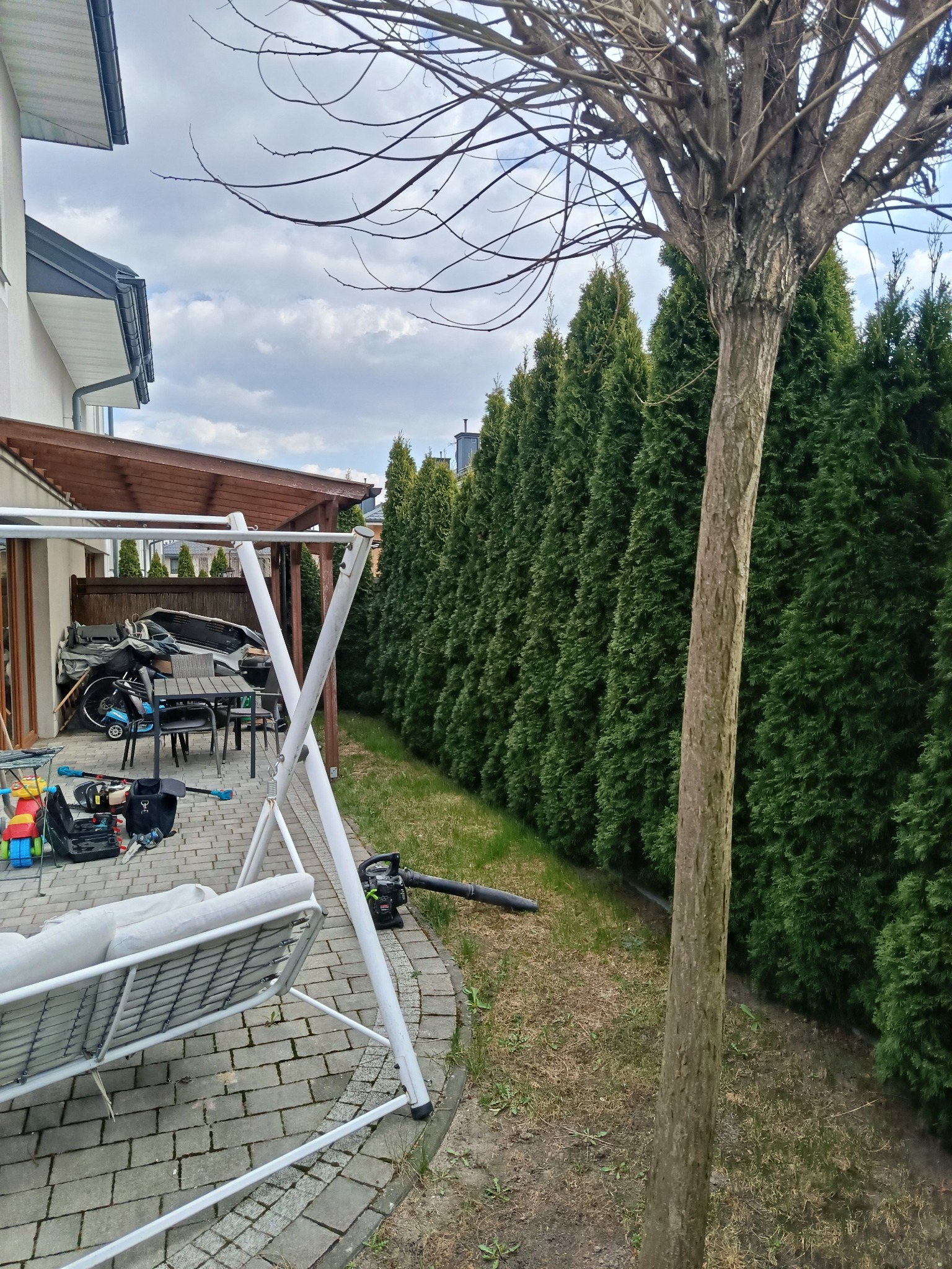 Rząd gęstych, zielonych tuj wzdłuż ogrodzenia, z widocznym sprzętem ogrodniczym i drzewem na pierwszym planie. Ujęcie z perspektywy ogrodu.