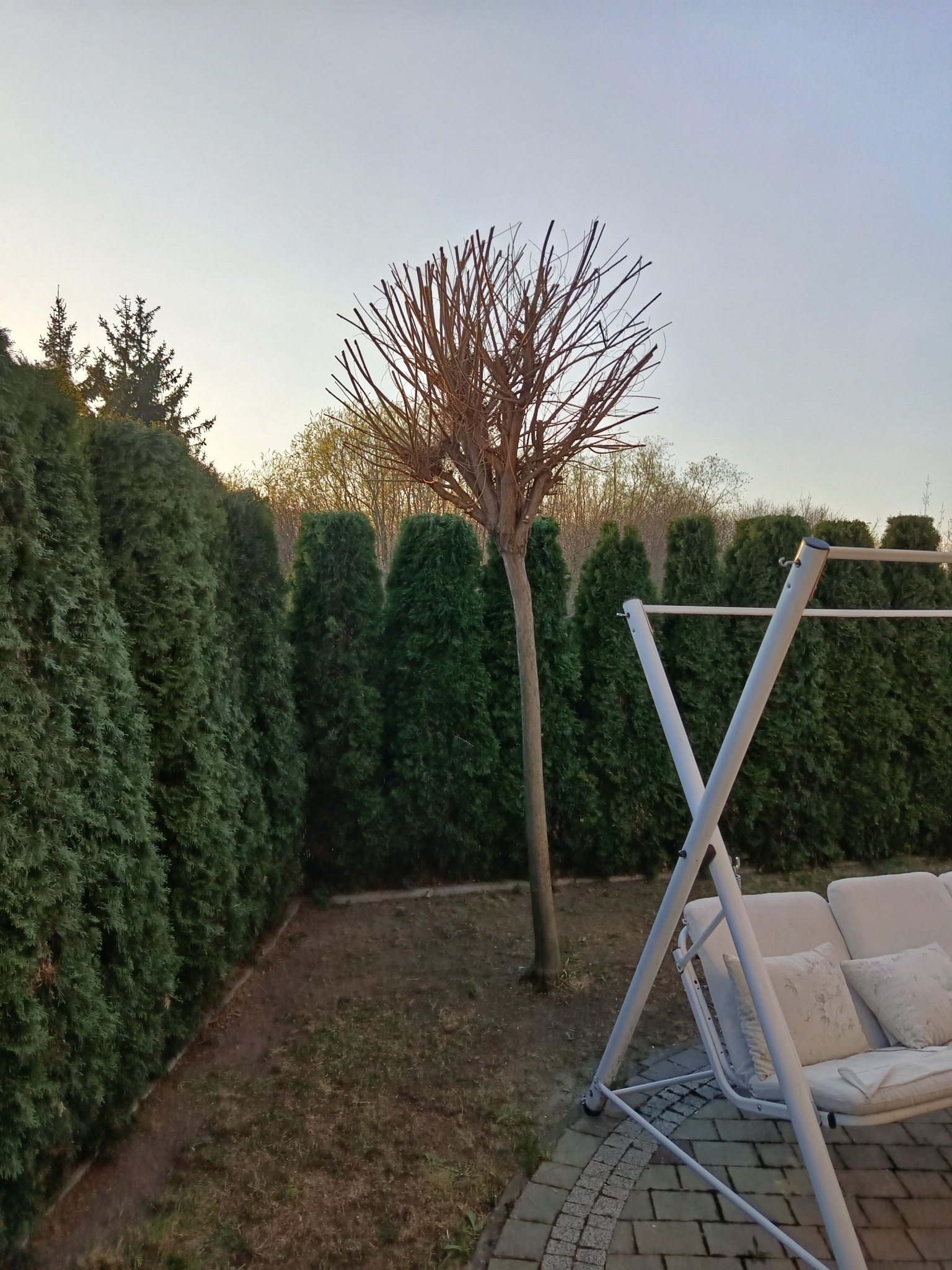 Przycięte drzewo kuliste w ogrodzie, otoczone żywopłotem z tui. W tle widoczny fragment huśtawki ogrodowej. Widok na ogród o zmierzchu.
