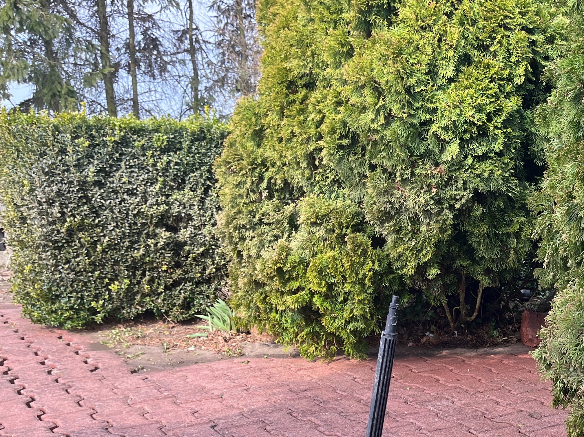 Zadbany żywopłot z tui i bukszpanu, oddzielający posesję od chodnika z czerwonej kostki. W tle widoczne drzewa.