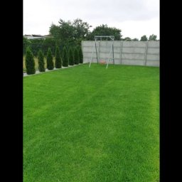 Adrian Konieczny - Zadbany trawnik z rzędem tuj i huśtawką na tle betonowego ogrodzenia. Regularne koszenie, równa linia roślin, schludny wygląd ogrodu.