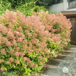 Adrian Konieczny - Kwitnące, różowe hortensje bukietowe w ogrodzie, ścieżka z kamieni prowadząca do drewnianej furtki. Dekoracyjna głowa Buddy wkomponowana w zieleń.