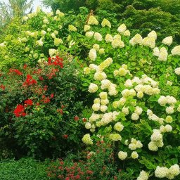 Adrian Konieczny - Bujny ogród z kwitnącymi krzewami hortensji o kremowych kwiatach i czerwonymi różami, otoczony zielenią drzew i krzewów. Ujęcie z bliska, prezentujące różnorodność roślin.