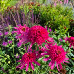 Nel ogrody sp zoo - Intensywnie różowe kwiaty jeżówki w pełnym rozkwicie na tle bujnej zieleni i fioletowych kwiatów, tworzące barwną kompozycję w ogrodzie.