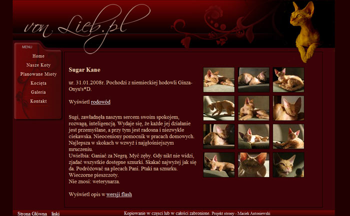 Zrzut ekranu strony internetowej o tematyce hodowli kotów rasy sfinks, z galerią zdjęć kotów na ciemnoczerwonym tle.
