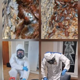 DDD Hunter Joanna Czarkowska - Czteropanelowe ujęcie: pluskwy w gnieździe i jaja, specjalista w kombinezonie ochronnym z opryskiwaczem, dezynfekcja mebli. Zwalczanie insektów w domu.