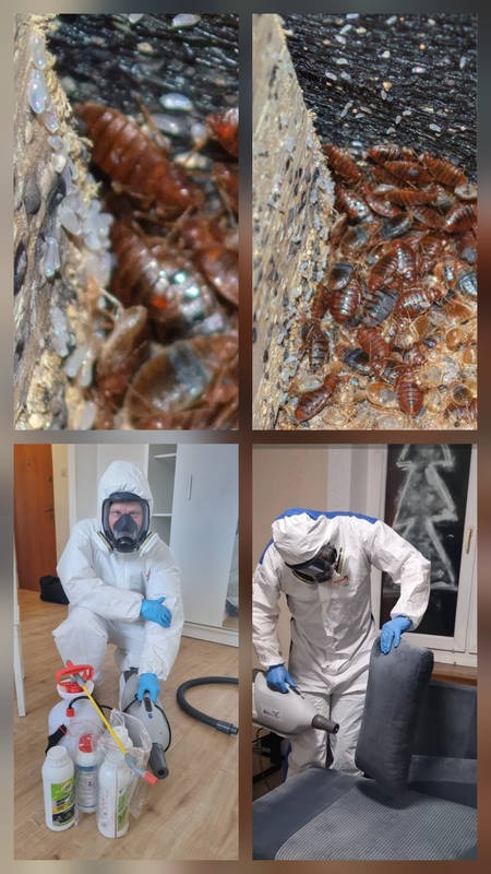 Czteropanelowe ujęcie: pluskwy w gnieździe i jaja, specjalista w kombinezonie ochronnym z opryskiwaczem, dezynfekcja mebli. Zwalczanie insektów w domu.