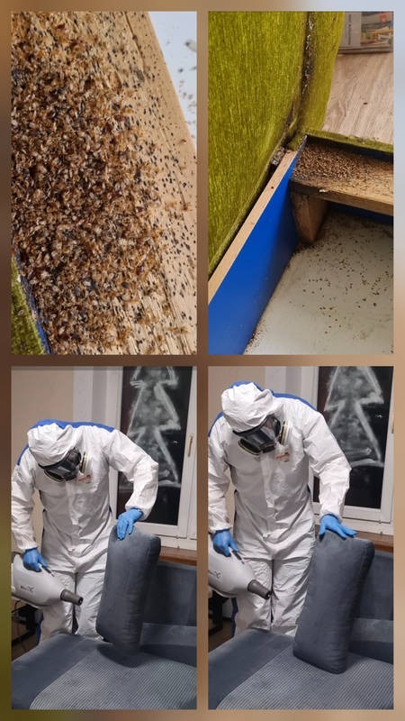 Czteropanelowe ujęcie: inwazja szkodników na drewnie i tkaninie, specjalista w kombinezonie ochronnym opryskuje meble. Zwalczanie insektów w domu.