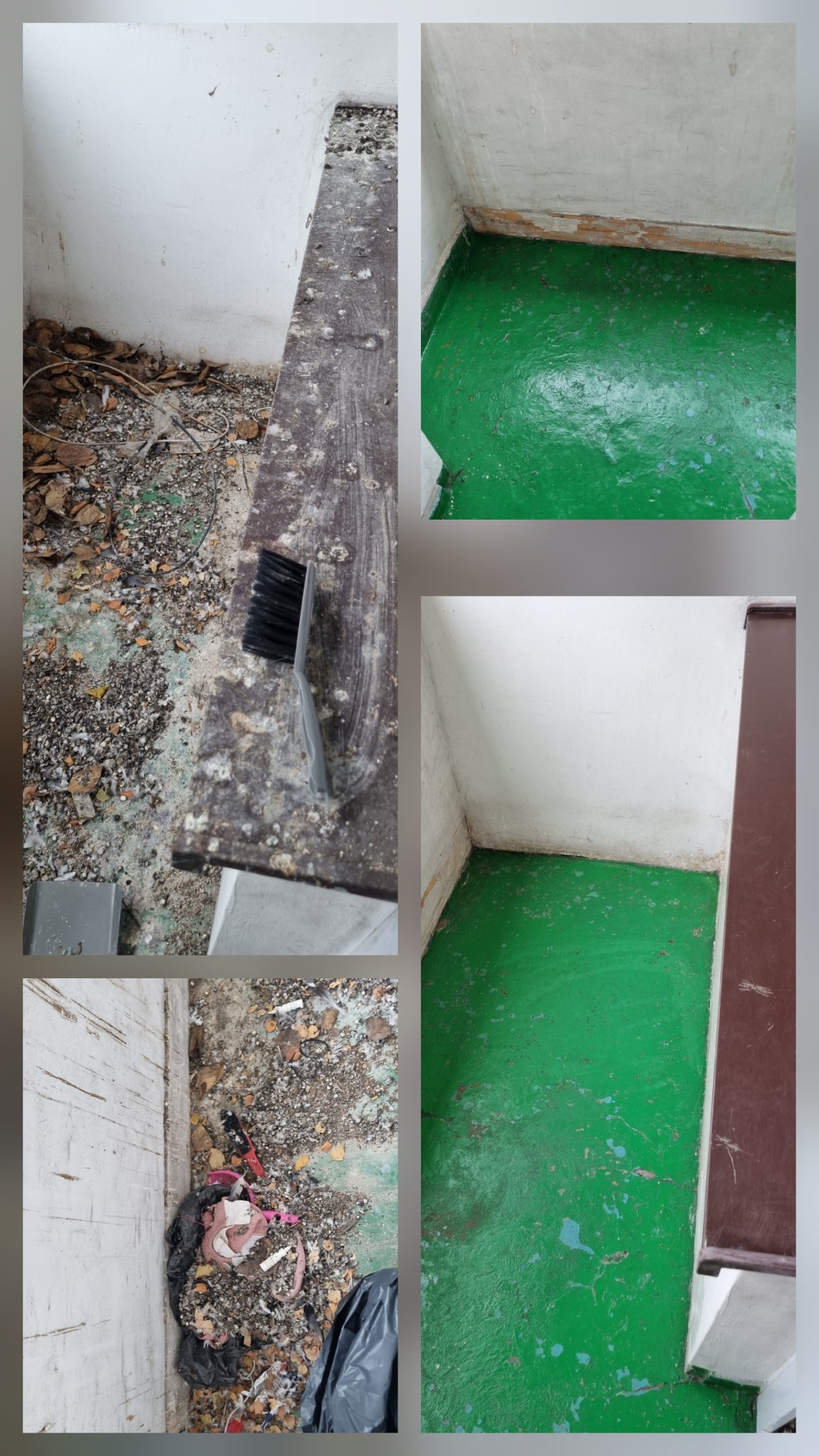 Czyszczenie i dezynfekcja pomieszczenia: szczotka na zabrudzonej powierzchni, obok czysty, zielony fragment podłogi. Widoczne ślady po ptasich odchodach i inne zanieczyszczenia.