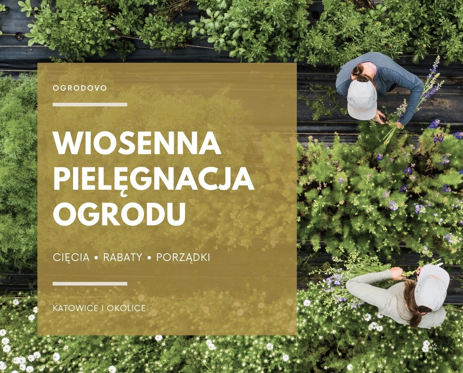 Wiosenna pielęgnacja ogrodu: osoba w czapce przycina kwiaty na rabacie, widok z góry. Cięcia, rabaty, porządki w Katowicach i okolicy. Zadbana zieleń.