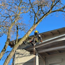 Jakub Graniczny Tree Service - Pracownik w kasku i uprzęży, zawieszony na linie, przy pniu drzewa obok budynku. Bezlistne gałęzie na tle błękitnego nieba.