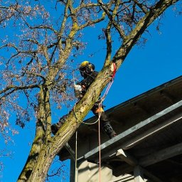 Wycinka drzew Włocławek 4