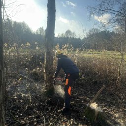 Jakub Graniczny Tree Service - Pracownik w kasku tnie drzewo piłą spalinową w lesie. W tle widoczne drzewa i krzewy. Na pierwszym planie ścięte gałęzie i pień po wycince.