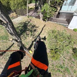 Tree Service - Widok z góry na pilarza w uprzęży, po cięciu gałęzi drzewa. W tle budynek i zieleń. Na pierwszym planie liny i sprzęt asekuracyjny.