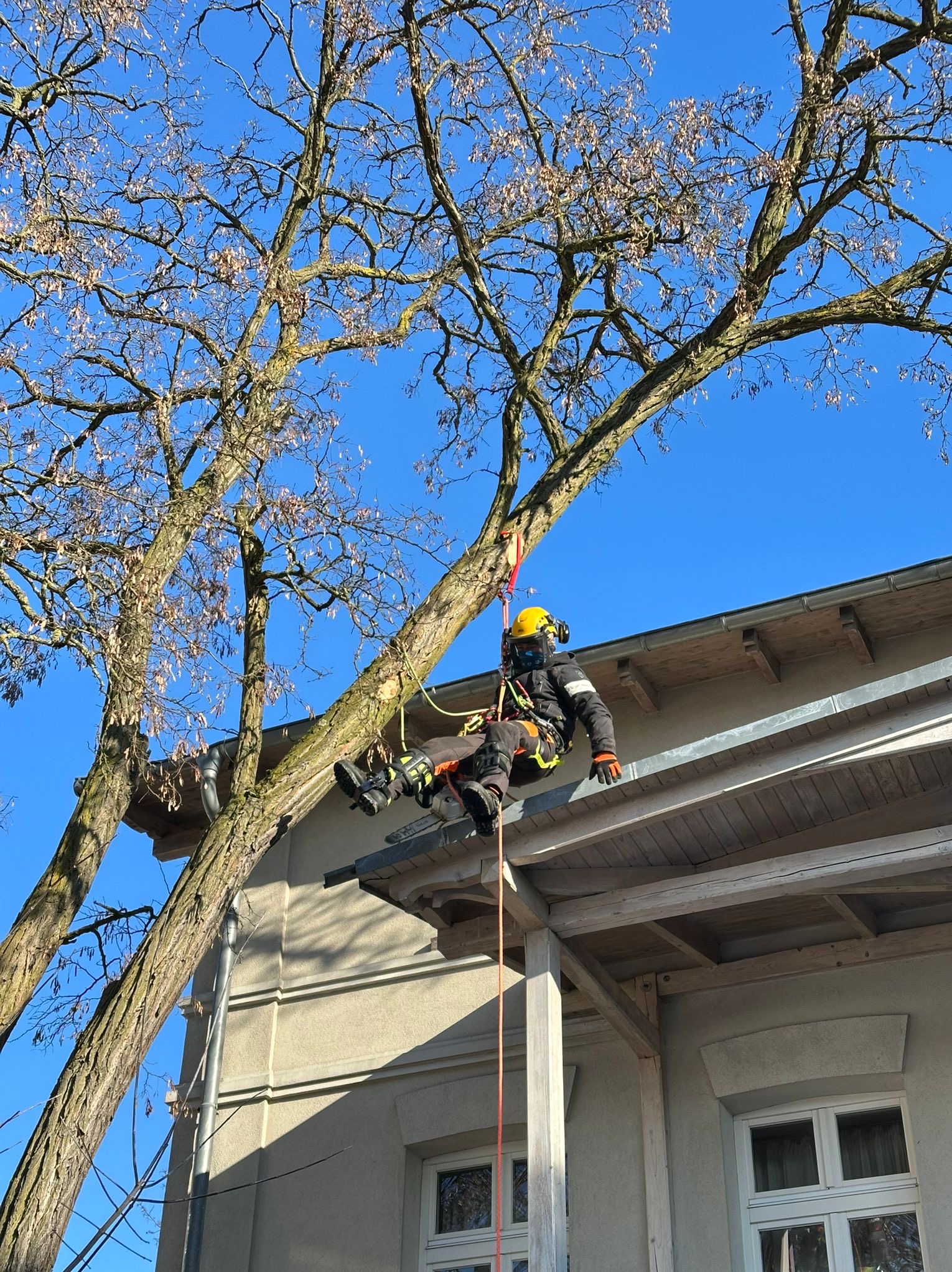 Pracownik w kasku i uprzęży, zawieszony na linie, przy pniu drzewa obok budynku. Bezlistne gałęzie na tle błękitnego nieba.