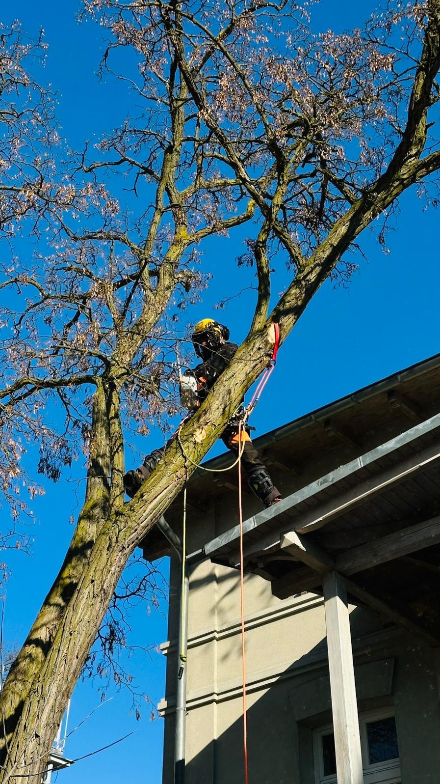 Arborysta w kasku, zabezpieczony linami, tnie gałąź piłą spalinową na tle błękitnego nieba i fragmentu budynku. Praca na wysokościach, pielęgnacja drzew.