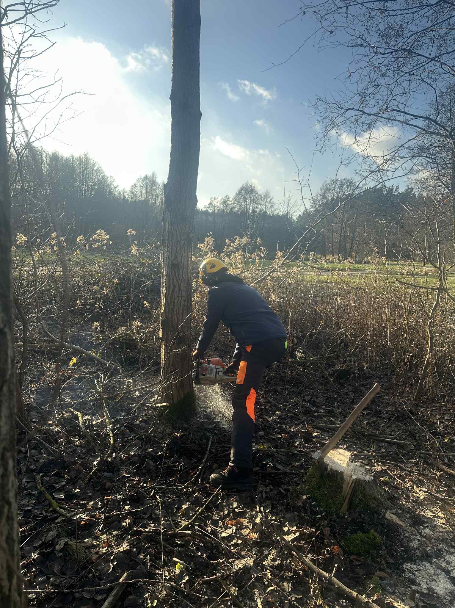 Pracownik w kasku tnie drzewo piłą spalinową w lesie. W tle widoczne drzewa i krzewy. Na pierwszym planie ścięte gałęzie i pień po wycince.