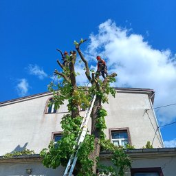 Wycinka drzew Bytów 4