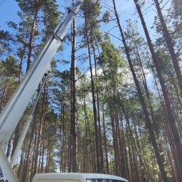 Wycinka drzew Bytów 3