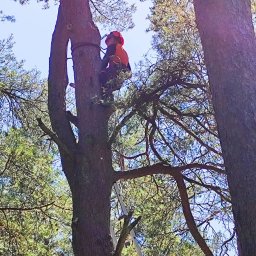 Wycinka drzew Bytów 1