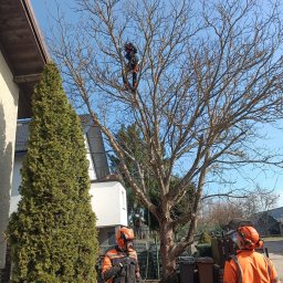 ArborTechLine Marcin Chmielewski - Arborysta w uprzęży tnie gałęzie drzewa, dwaj pracownicy na dole w strojach roboczych obserwują. W tle dom i błękitne niebo.