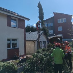 ArborTechLine Marcin Chmielewski - Arborysta na drabinie przy wysokim drzewie, ekipa w pomarańczowych strojach zbiera gałęzie. W tle domy i błękitne niebo. Wycinka drzew w słoneczny dzień.