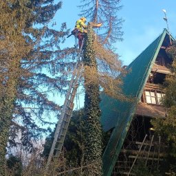 ArborTechLine Marcin Chmielewski - Pracownik w kasku i uprzęży, na drabinie, przycina wysokie drzewo porośnięte bluszczem. W tle dom z zielonym dachem i błękitne niebo.