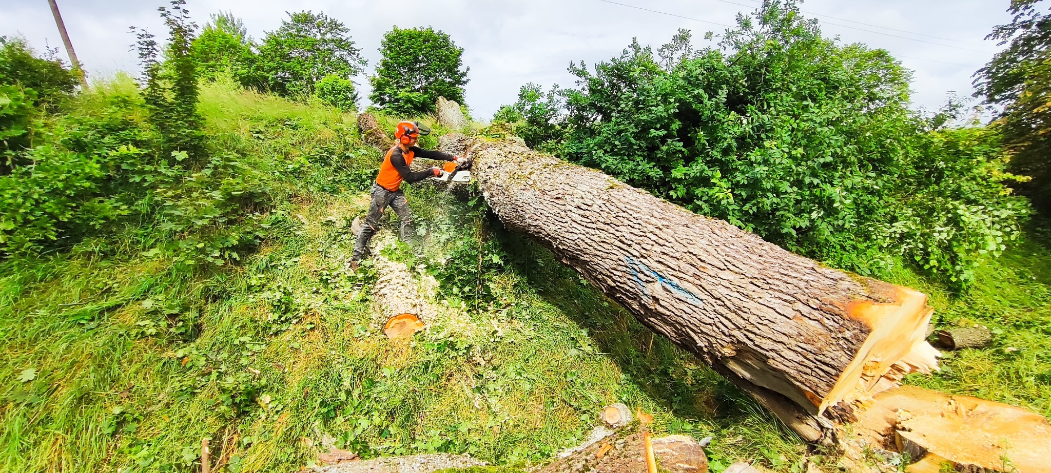 Mężczyzna w kasku i kombinezonie tnie piłą spalinową powalone drzewo na zboczu porośniętym zielenią. Wióry lecą spod piły.