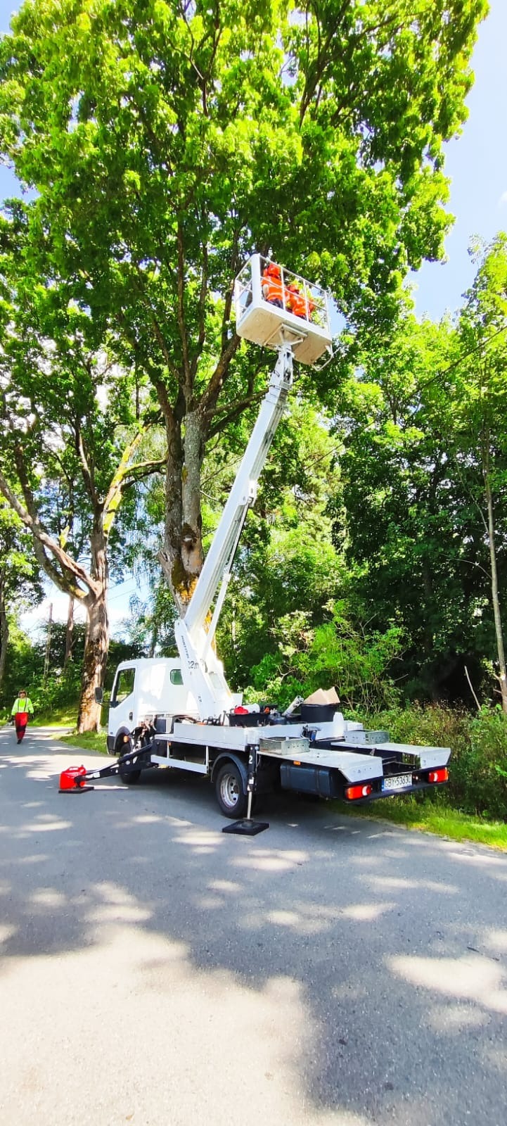 Podnośnik koszowy z pracownikami w pomarańczowych kamizelkach, na tle rozłożystego drzewa podczas prac pielęgnacyjnych. Widoczny fragment drogi i zieleń.