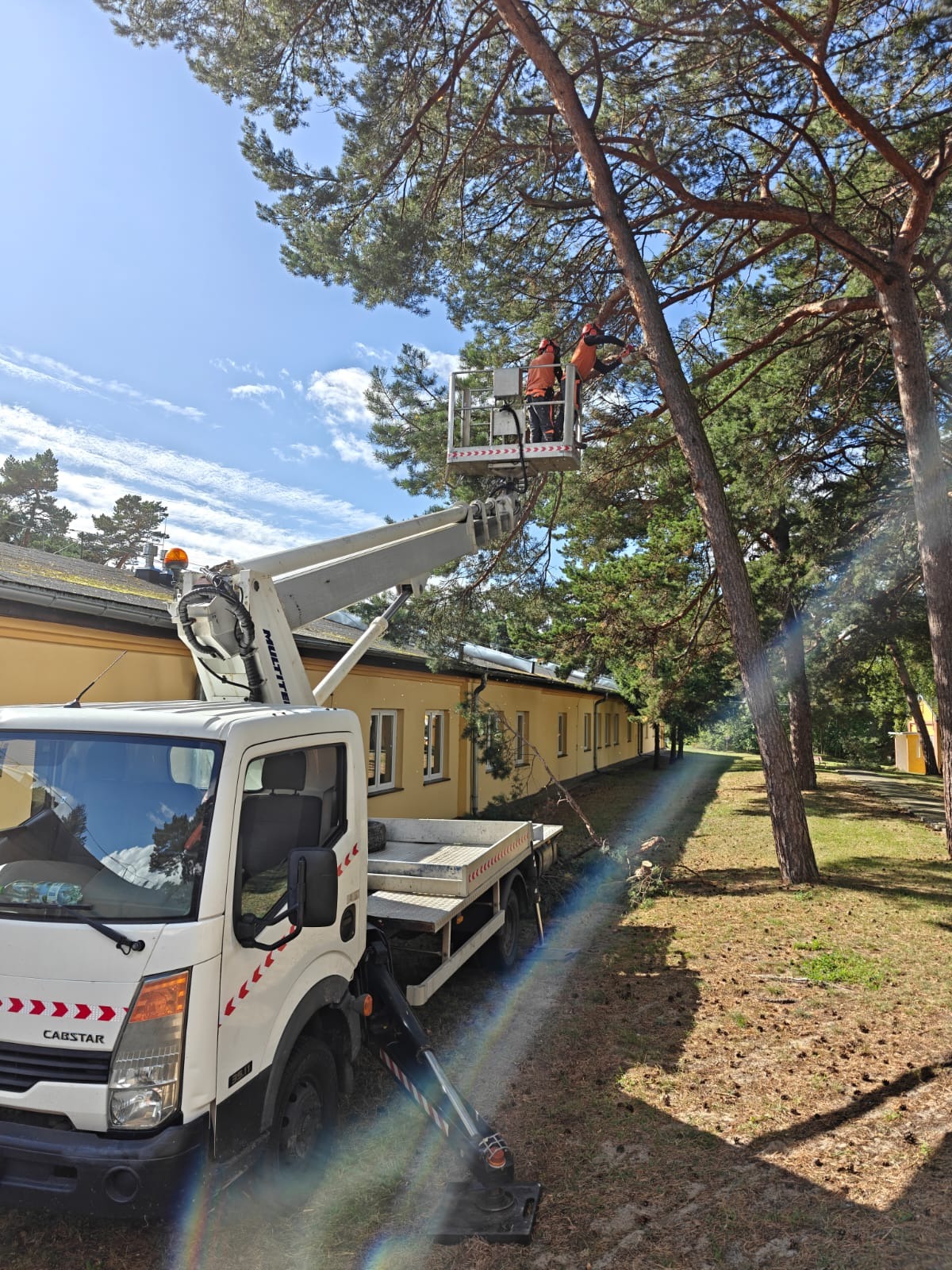 Arborysta w podnośniku koszowym przycina gałęzie wysokiej sosny. W tle budynek i niebo. Wokół leżą ścięte gałęzie. Widoczny samochód z podnośnikiem.