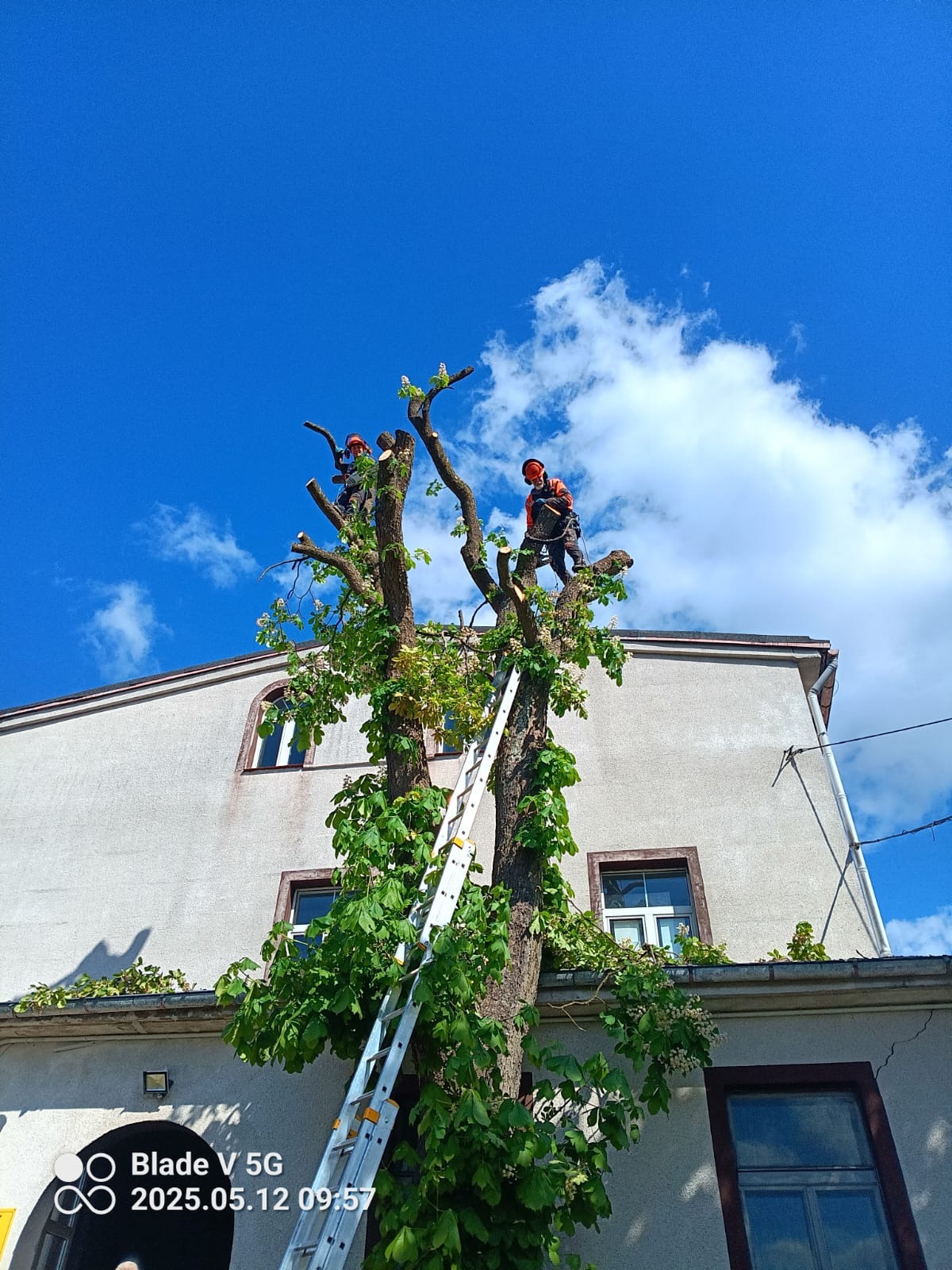 Dwóch arborystów w kaskach i uprzężach przycina gałęzie drzewa z drabiny na tle błękitnego nieba i budynku. Widoczne świeżo obcięte gałęzie.