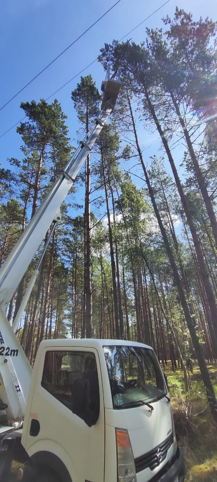 Wysięgnik podnośnika koszowego sięga koron drzew na tle błękitnego nieba. Usługa wycinki drzew w lesie. Widoczny fragment białej ciężarówki.