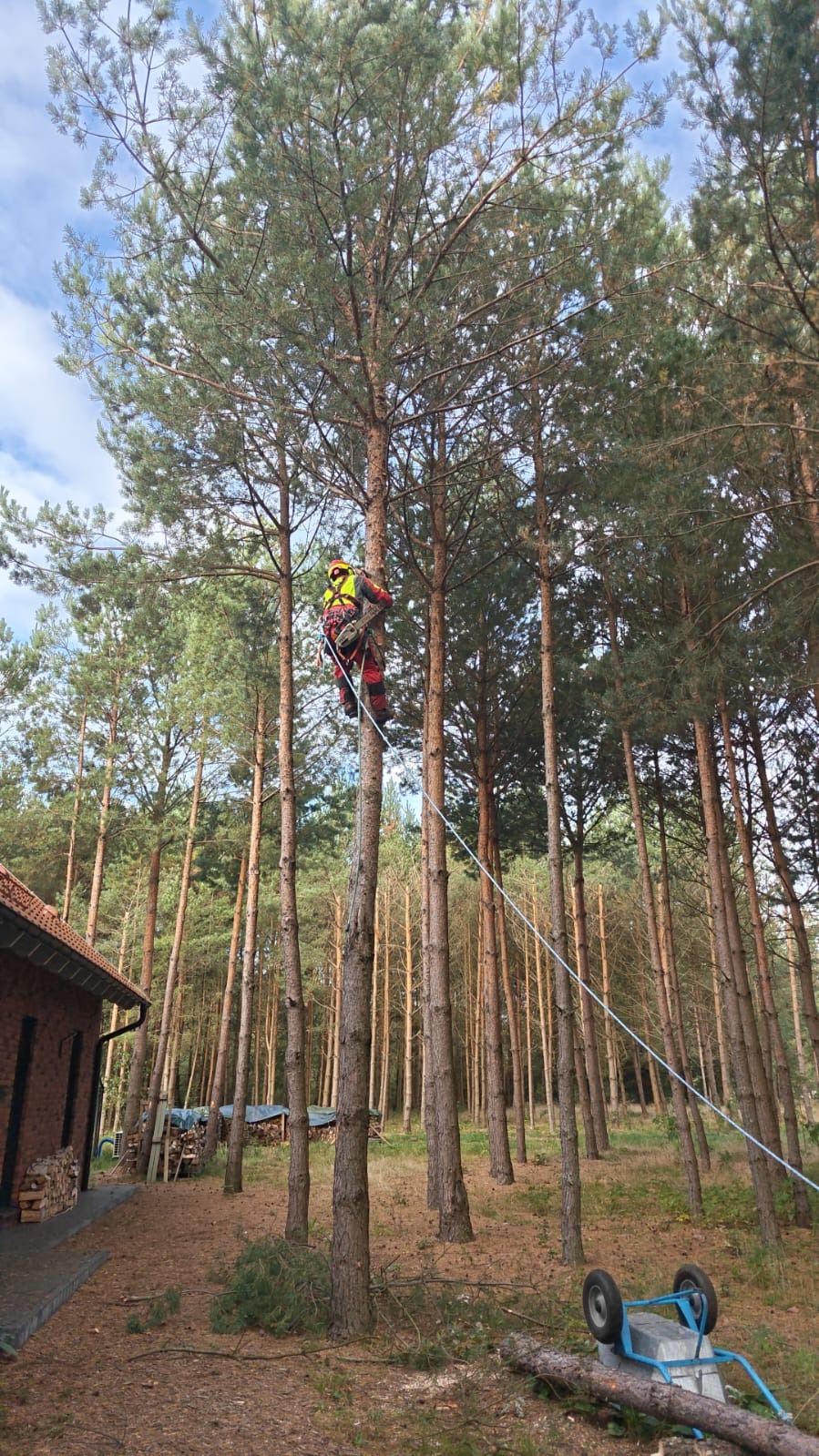 Pracownik w uprzęży, z piłą, na sośnie w Bytowie, przygotowuje się do wycinki gałęzi. W tle las i budynek. Na ziemi leżą ścięte gałęzie i stoi taczka.