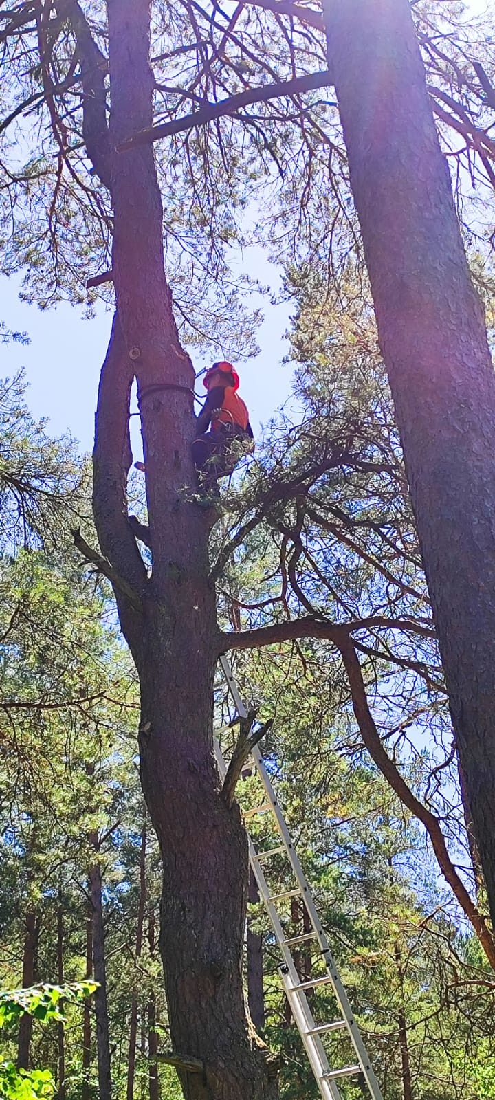 Arborysta w kasku i uprzęży, wspina się na wysokie drzewo z pomocą drabiny, otoczony zielenią lasu. Widok z dołu, na tle błękitnego nieba.