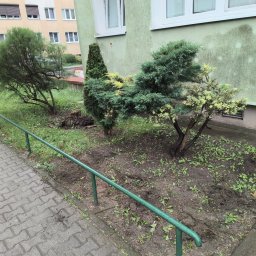 Tilawi - Rabata z dwoma krzewami iglastymi o zielono-żółtych igłach i jednym liściastym, obok zielonej barierki i chodnika z kostki brukowej. Widoczna świeżo przekopana ziemia i pień po wycince.