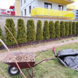 BS Garden - Prace ogrodowe: taczka z kamieniami, narzędzia i sadzonki na trawniku. W tle rząd tuj i budynek z żółtymi balkonami. Przygotowanie do sadzenia roślin.