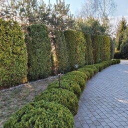 BS Garden - Równy szpaler strzyżonych, zielonych krzewów i tuj wzdłuż ścieżki z kostki brukowej. Oświetlenie ogrodowe. W tle drzewa iglaste i liściaste pod błękitnym niebem.