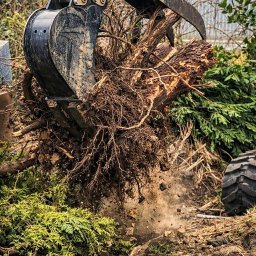 Henkop - usługi minikoparką Henryk Kubiciel - Czarny chwytak koparki podnosi karpę drzewa z korzeniami, unosząc tumany ziemi. W tle zieleń krzewów i fragment opony maszyny.