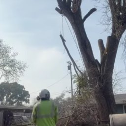 Kornel Ogrody - Pracownik w kasku i kamizelce tnie drzewo z użyciem liny. Wokół leżą gałęzie, a w tle widać budynki. Ujęcie z dołu podkreśla wysokość drzewa.