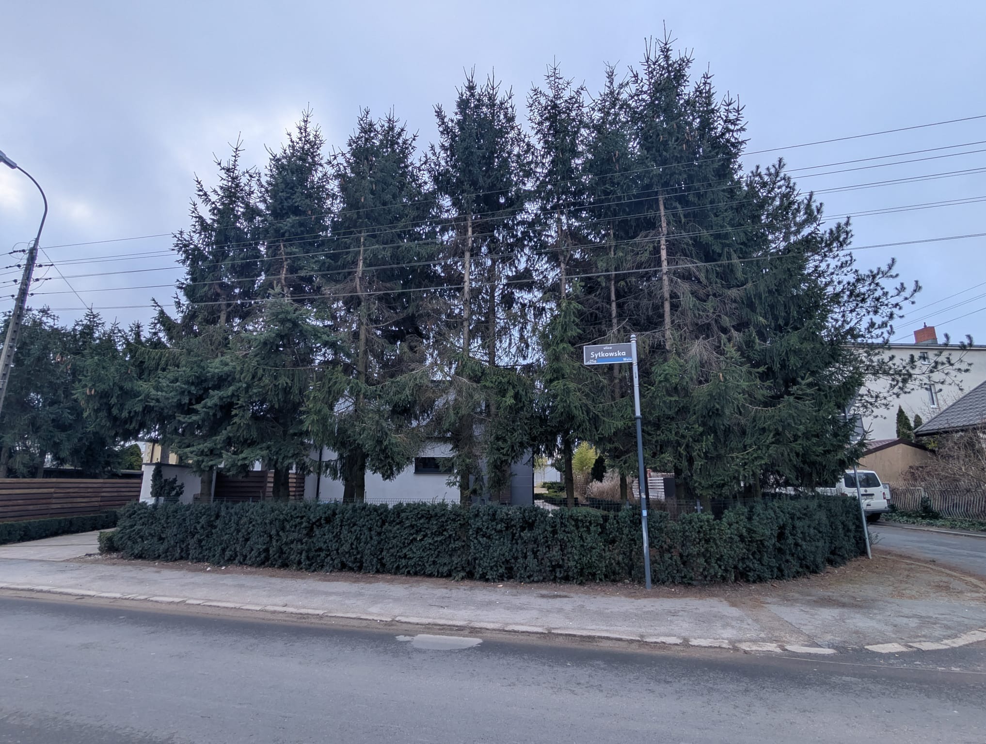 Równy szpaler wysokich świerków, formowany żywopłot z bukszpanu i znak uliczny 'Sytkowska' na tle zabudowy jednorodzinnej w pochmurny dzień.