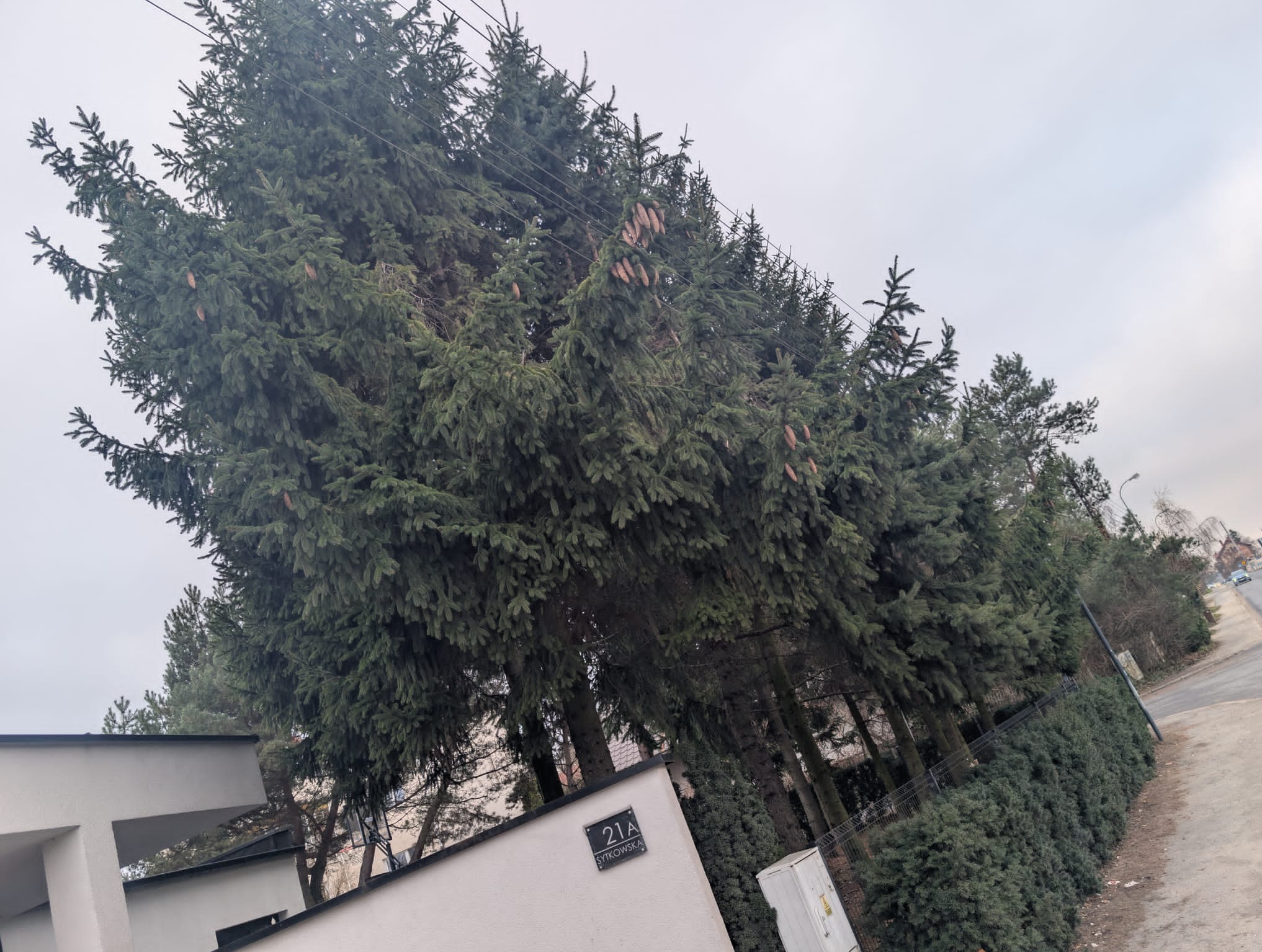 Rząd wysokich świerków z szyszkami, rosnących wzdłuż ogrodzenia posesji z adresem 21A. Widok z dołu, pochmurne niebo w tle.