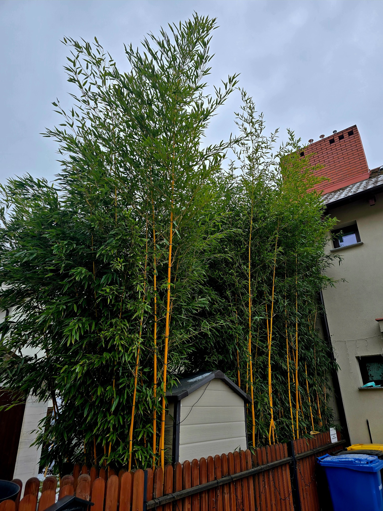Gęsty bambus 'Aurea' z żółtymi łodygami rosnący w ogrodzie, widoczny mały domek narzędziowy i fragment domu z ceglanym kominem na tle pochmurnego nieba.