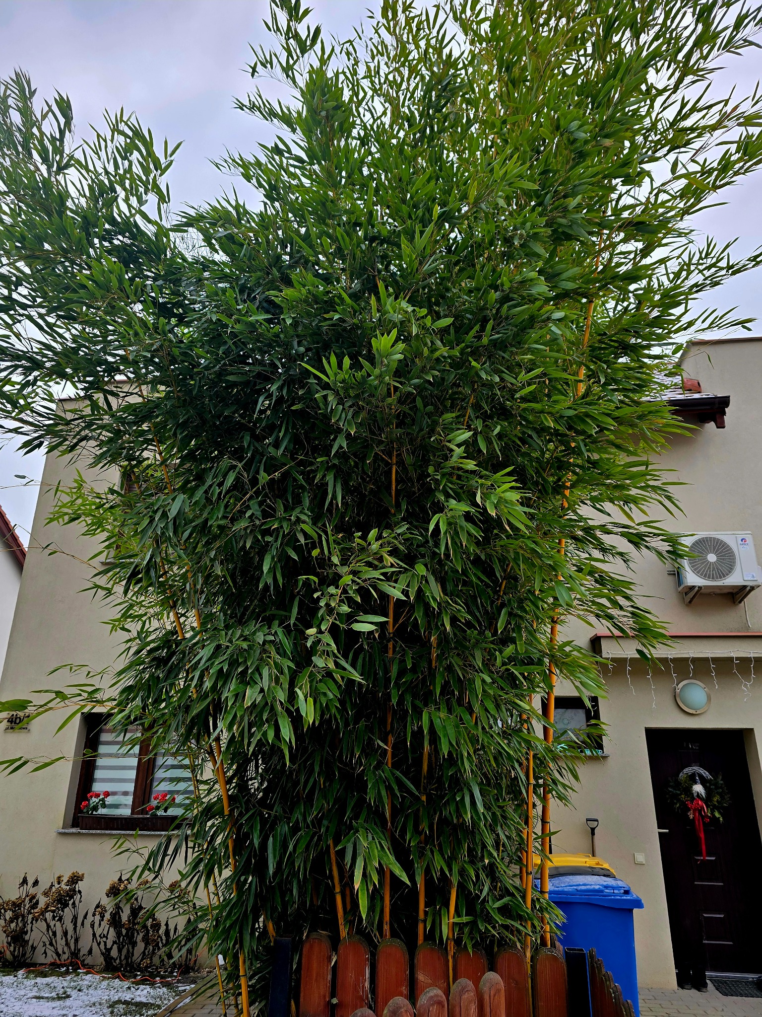 Gęsty bambus przed budynkiem z klimatyzacją i dekoracjami świątecznymi. Żółte łodygi bambusa kontrastują z zielonymi liśćmi. Częściowo widoczne kosze na śmieci.