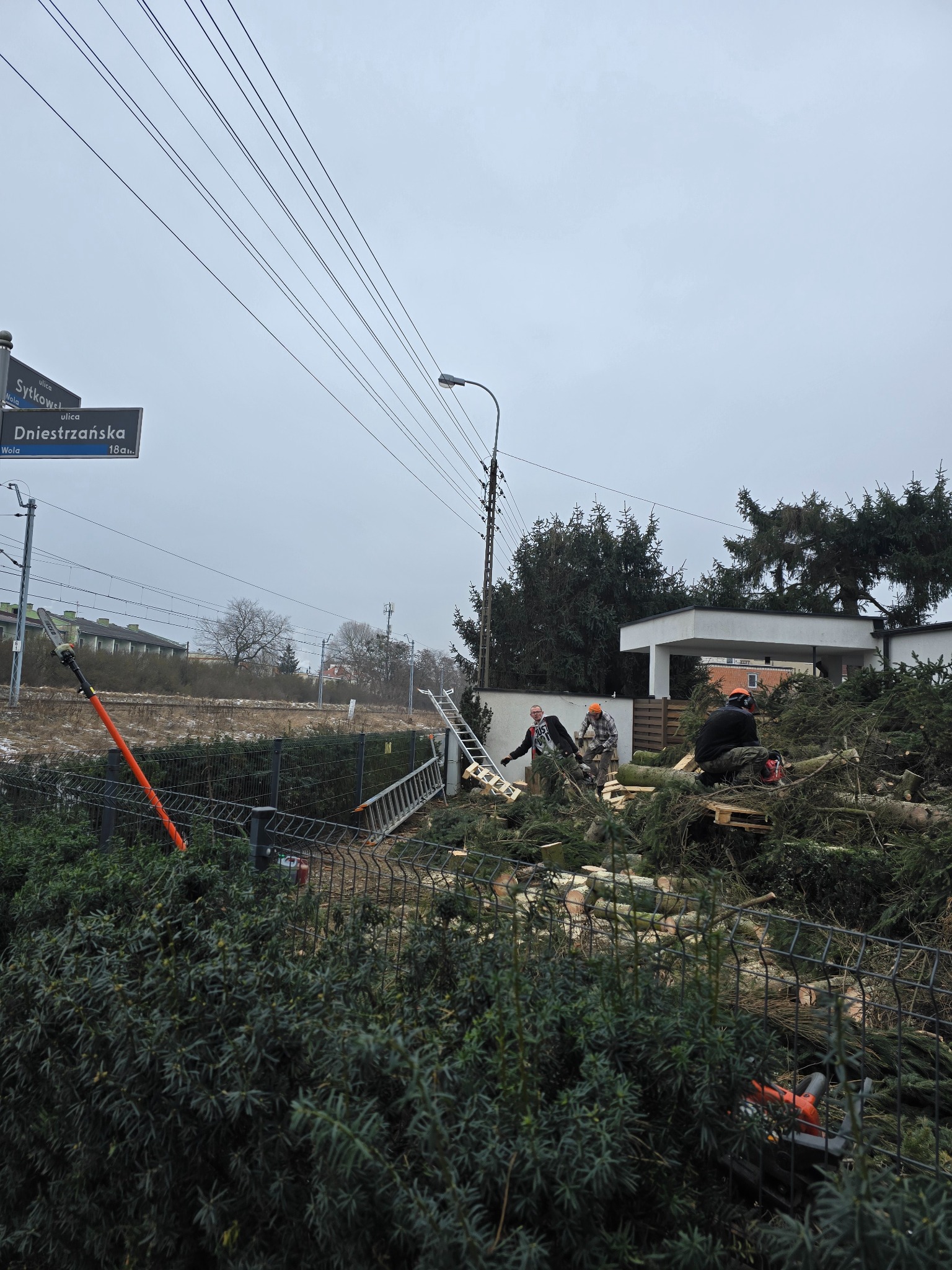 Ekipa w trakcie wycinki drzew iglastych przy ulicy Dniestrzańskiej w Warszawie. Widoczne ścięte gałęzie, drabina i narzędzia. Pochmurny dzień.