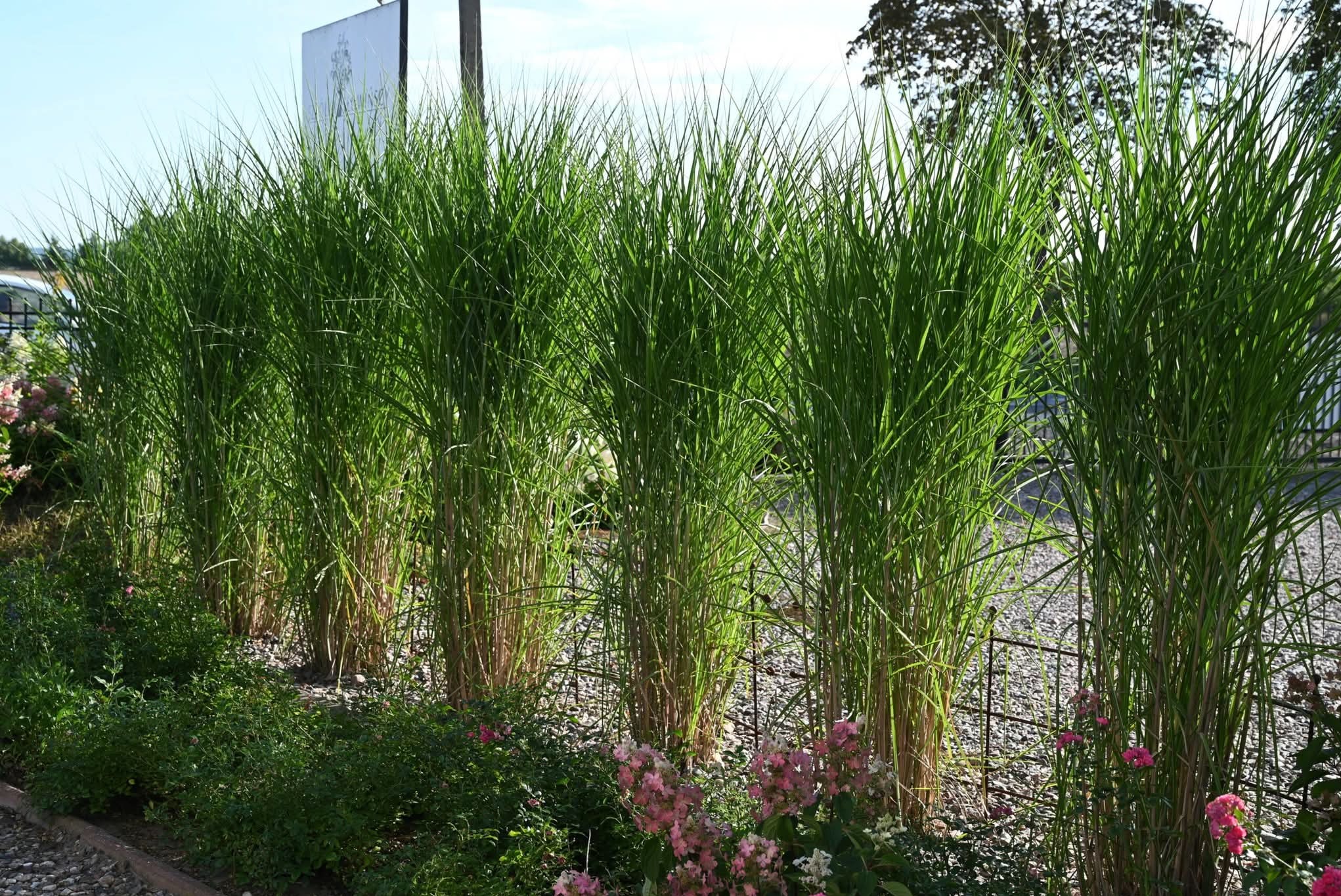 Rząd wysokich, zielonych traw ozdobnych w ogrodzie, z delikatnymi różowymi kwiatami na pierwszym planie i rozproszonym światłem słonecznym.