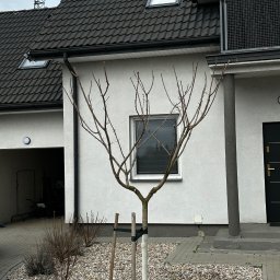 Ogrody U Karola - Młode drzewko po przycięciu, zabezpieczone palikami i osłoną, na tle białego domu z szarą elewacją i kamiennym podłożem. Widoczne ślady po cięciu gałęzi.