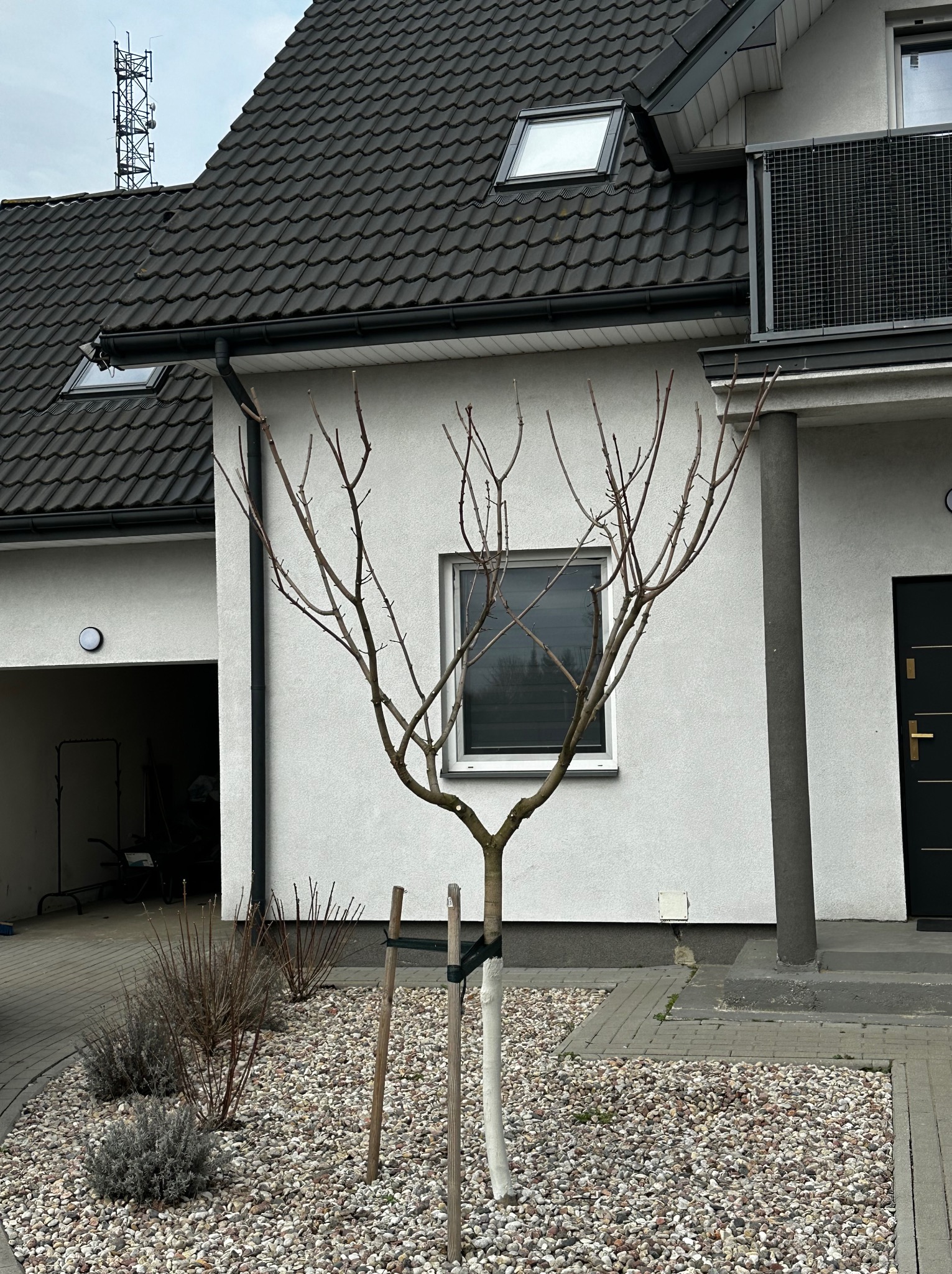 Młode drzewko po przycięciu, zabezpieczone palikami i osłoną, na tle białego domu z szarą elewacją i kamiennym podłożem. Widoczne ślady po cięciu gałęzi.