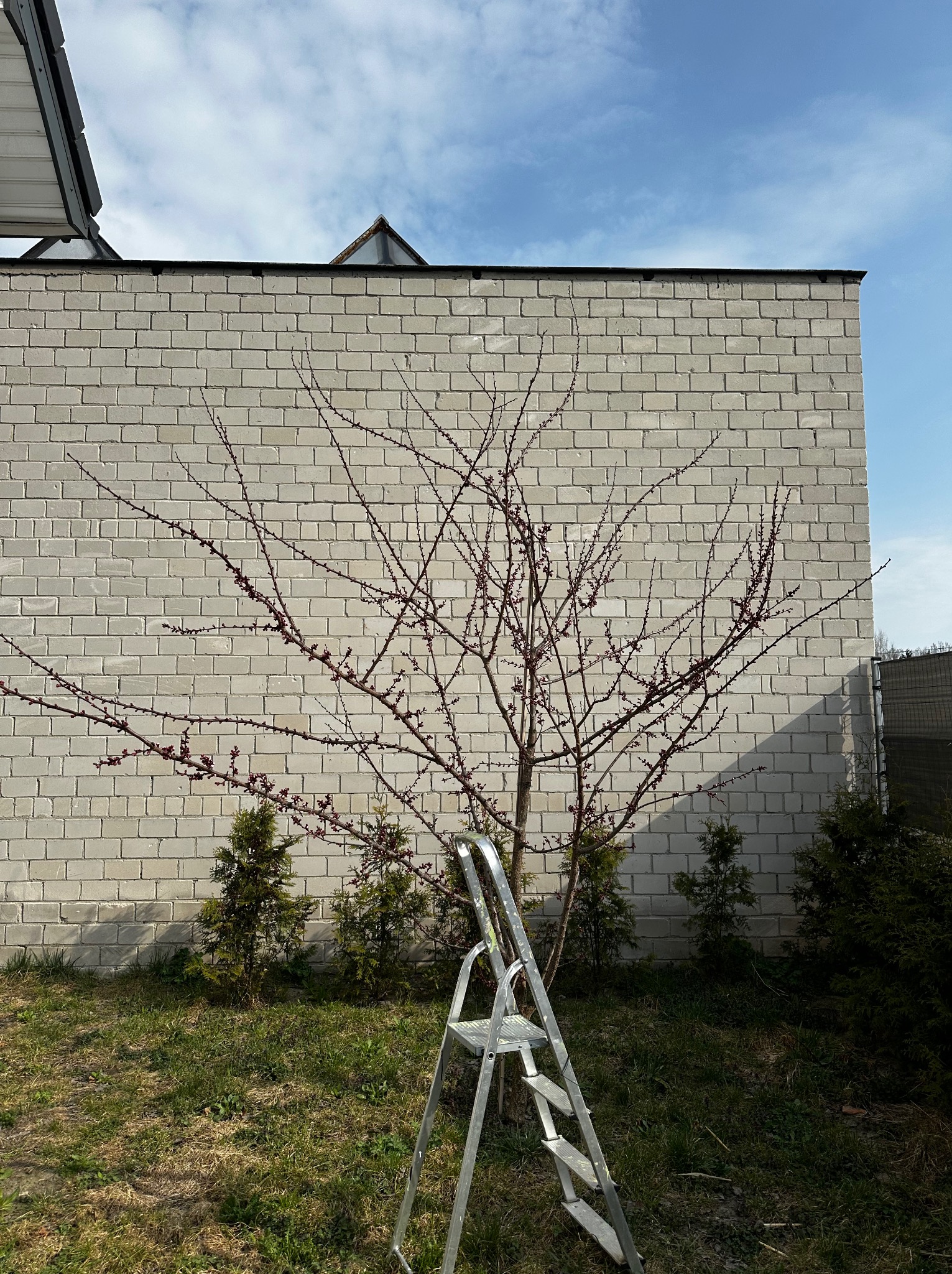 Drzewo z pąkami na tle jasnej ściany z cegieł i drabiny. Wiosenny ogród w słoneczny dzień.