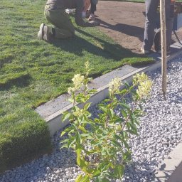 TRYBA OGRODY - Układanie trawy z rolki i nasadzenia w ogrodzie. Widoczny fragment rabaty z białym grysem i obrzeżem. W tle pracownicy podczas układania trawnika.