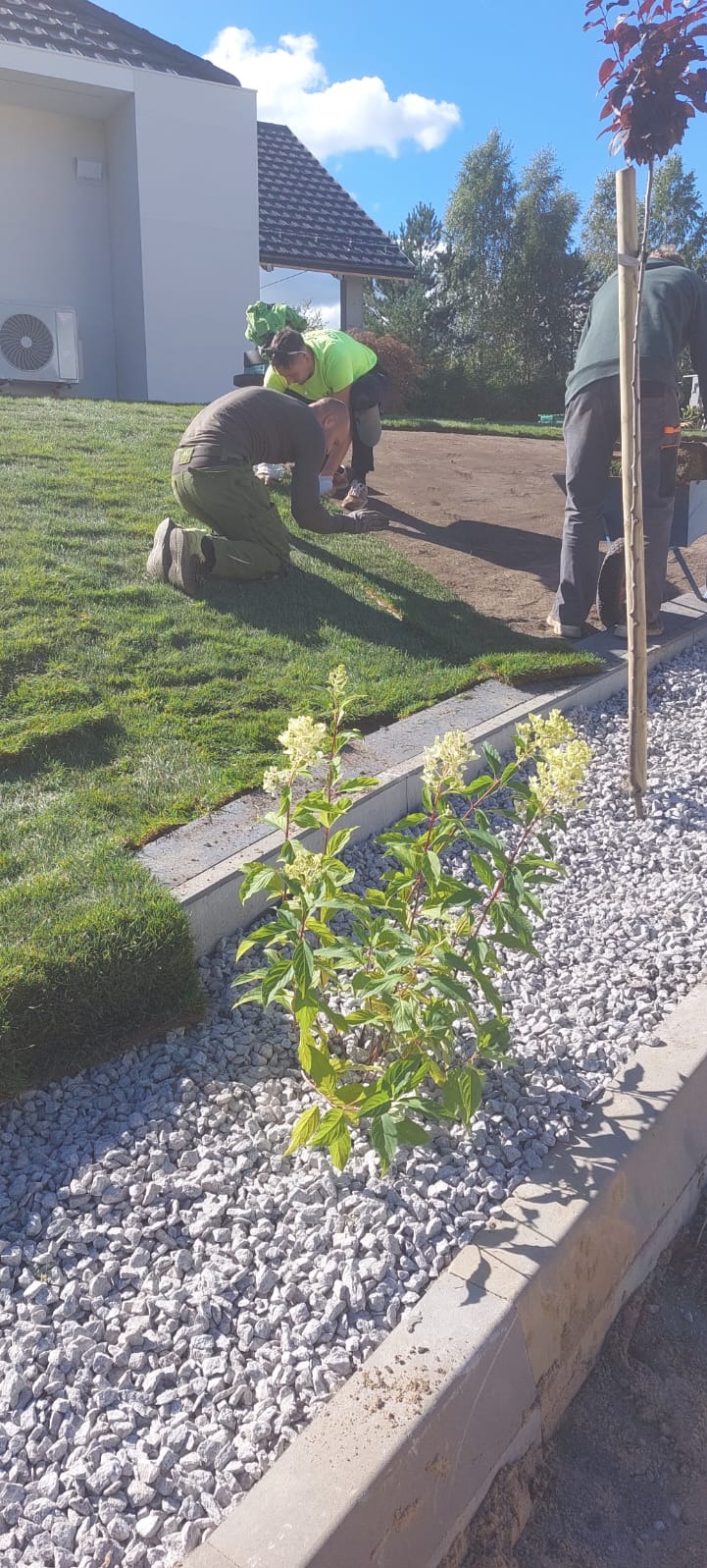 Układanie trawy z rolki i nasadzenia w ogrodzie. Widoczny fragment rabaty z białym grysem i obrzeżem. W tle pracownicy podczas układania trawnika.