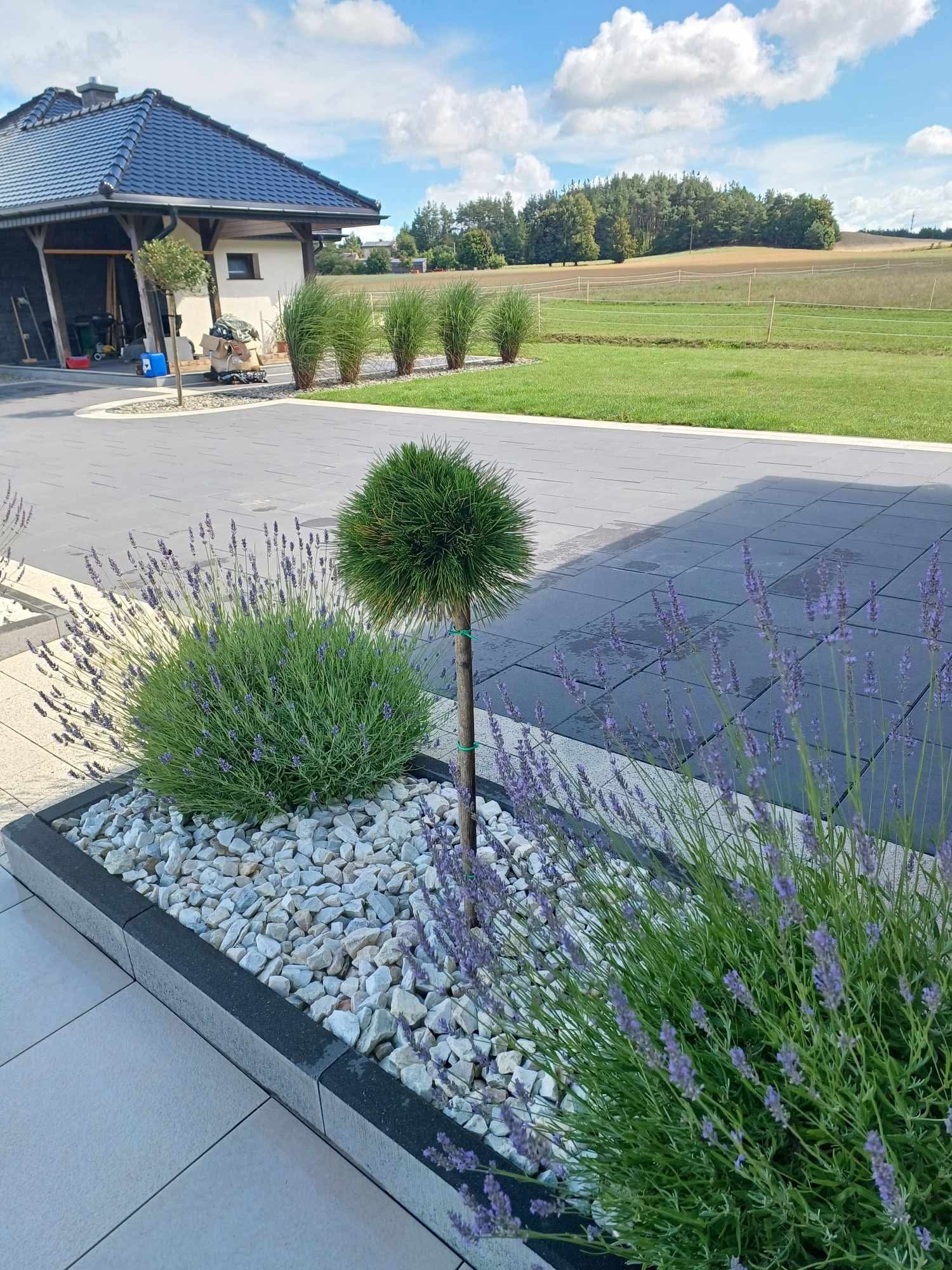 Ogród z kulistą sosną i lawendą na tle domu z podjazdem z kostki. Dekoracyjne kamienie w rabacie. W tle trawnik i drzewa. Słoneczny dzień.